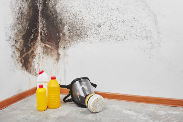 Best Residential Mold Removal  in Marysville, MI