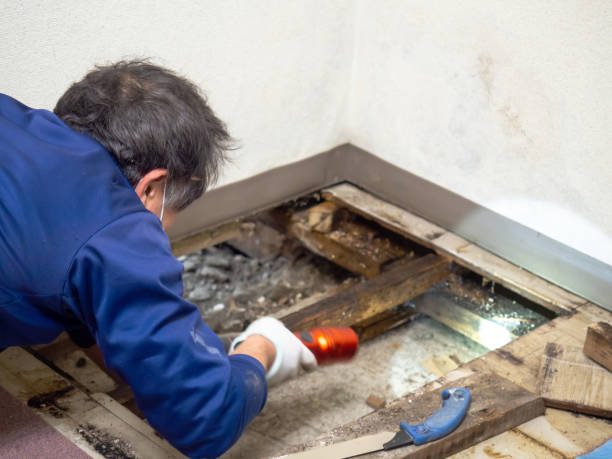 Office Mold Removal Services in Marysville, MI