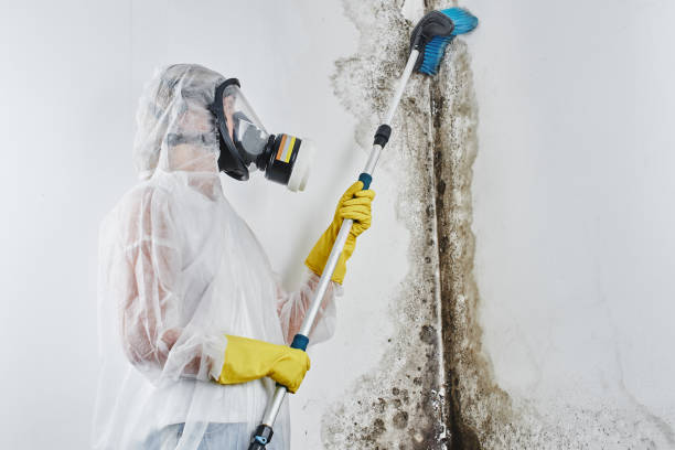 Best Mold Remediation  in Marysville, MI