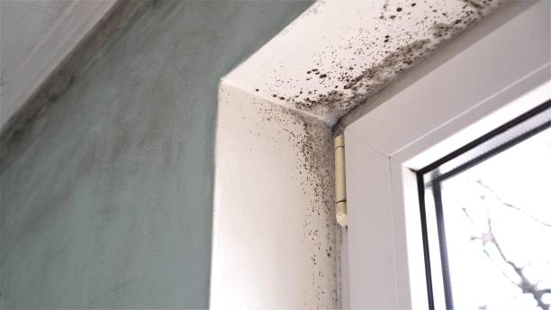 Best Mold Removal Specialists  in Marysville, MI