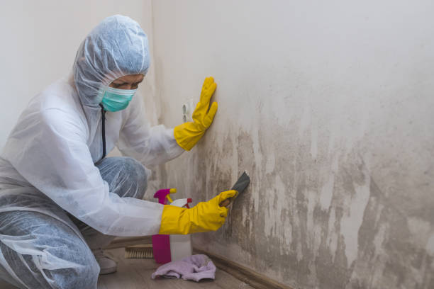 Attic Mold Removal in Marysville, MI