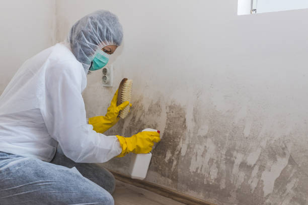 Best Toxic Mold Removal  in Marysville, MI