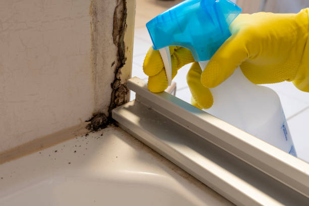 Best Mold Removal Process  in Marysville, MI