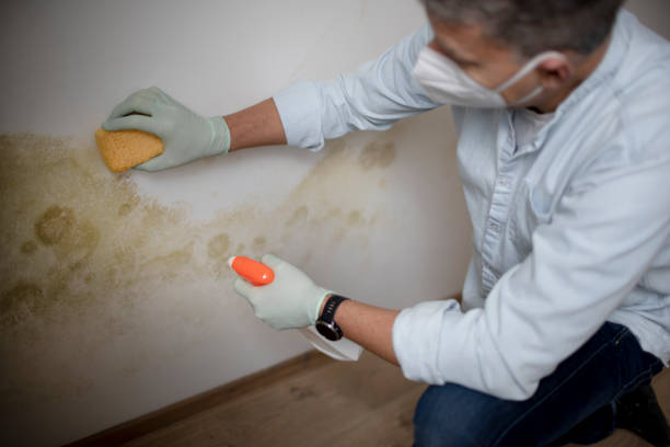 Best Mold Cleaning Services  in Marysville, MI