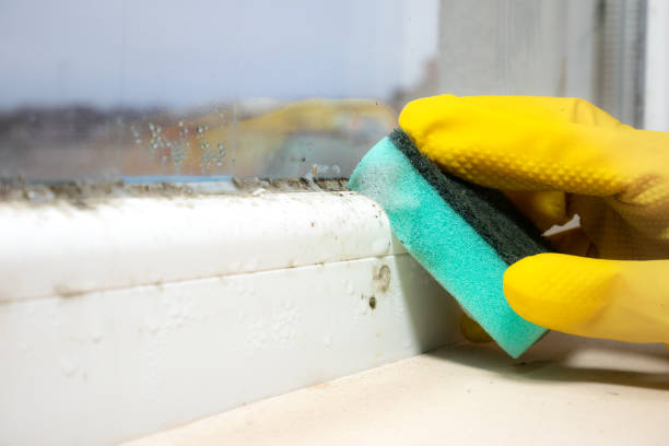 Best Professional Mold Removal  in Marysville, MI