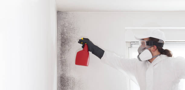 Marysville, MI Mold Removal Company