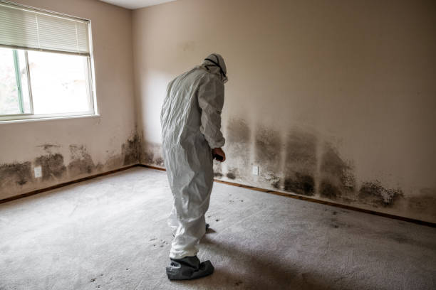 Mold Removal Process in Marysville, MI