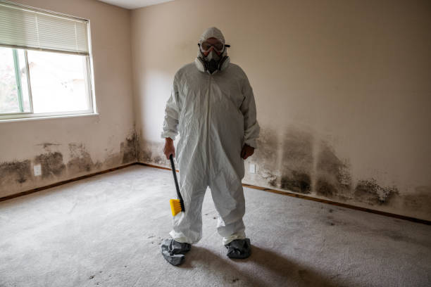 Best Local Mold Removal Service  in Marysville, MI