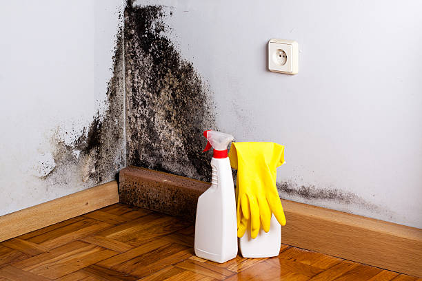 Best Affordable Mold Removal  in Marysville, MI