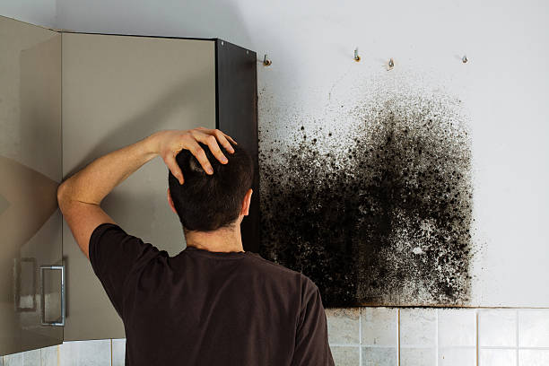 Best Mold Removal Near Me  in Marysville, MI