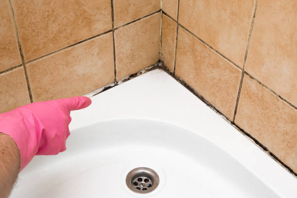 Best Same-Day Mold Removal  in Marysville, MI